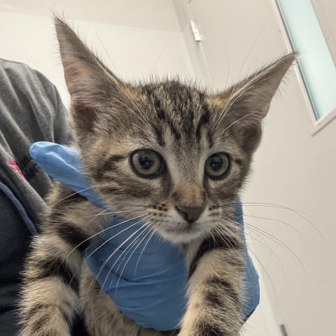 Izzy - Male - Domestic SH