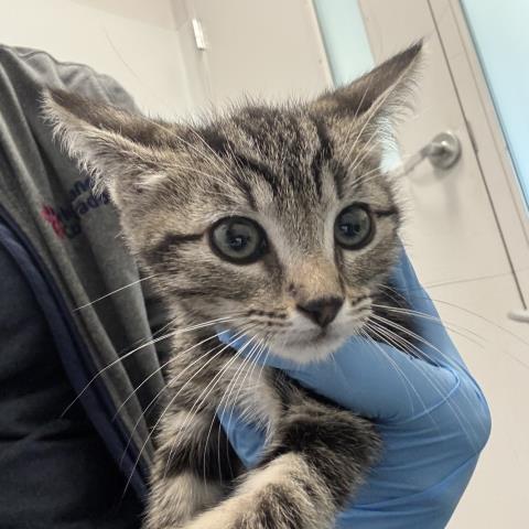 Wally - Male - Domestic SH