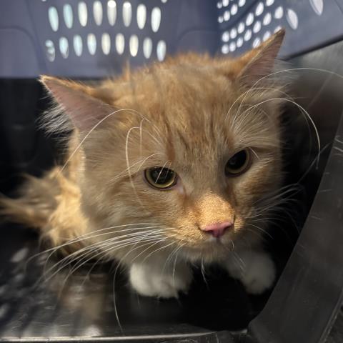 Simba - Male - Domestic MH