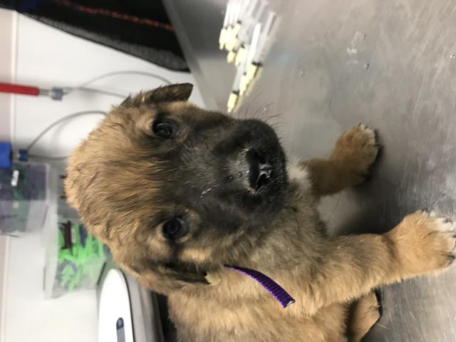 Stuart - Male - St Bernard-Rottweiler