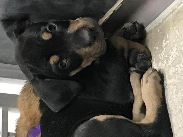 Bob - Male - St Bernard-Rottweiler