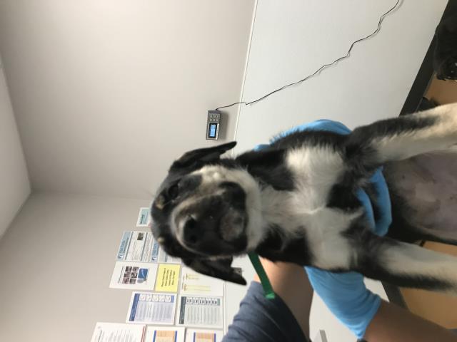 Marlena - Female - St Bernard-Rottweiler