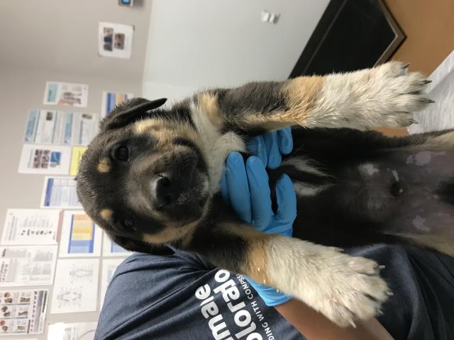 Carl - Male - St Bernard-Rottweiler