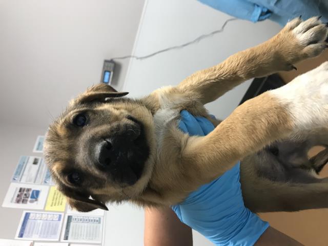 Kevin - Male - St Bernard-Rottweiler