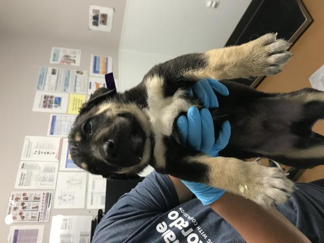 Phil - Male - St Bernard-Rottweiler