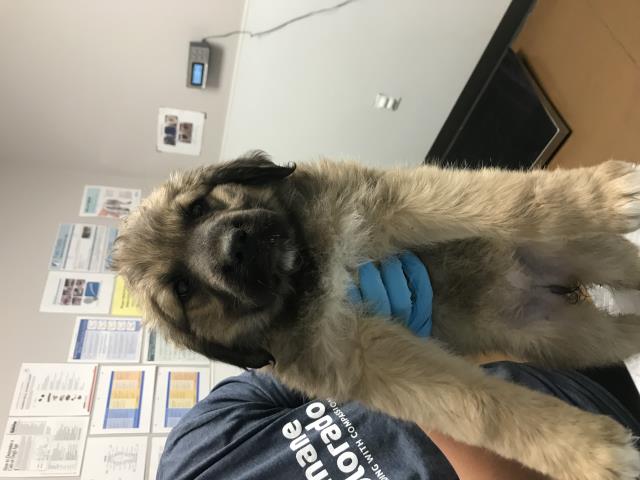 Edith - Female - St Bernard-Rottweiler