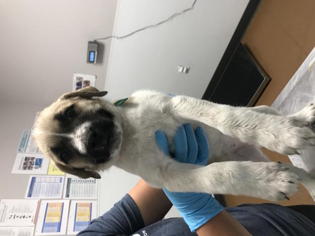 Agnus - Female - St Bernard-Rottweiler