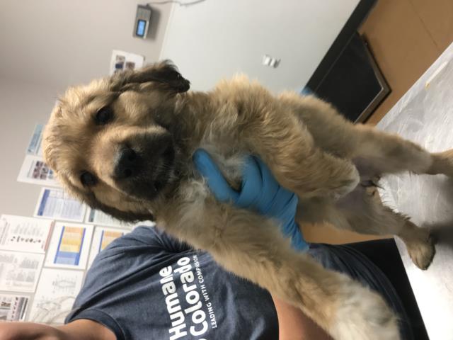 Margo - Female - St Bernard-Rottweiler