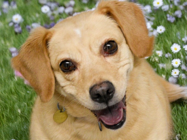 Amira - Female - Beagle-Mix