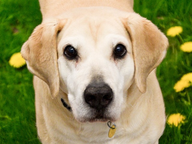 Lexi - Female - Labrador Retriever