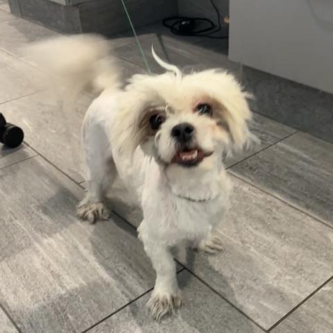 Grumbles - Male - Shih Tzu-Mix
