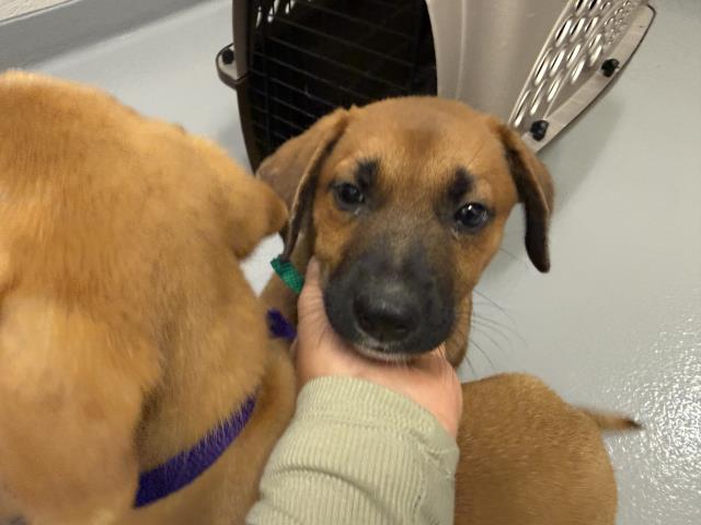 Julie - Female - German Shepherd-Mix