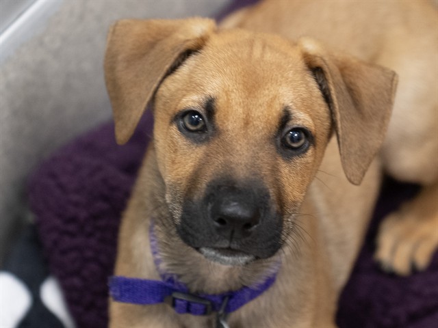 Allen - Male - German Shepherd-Mix