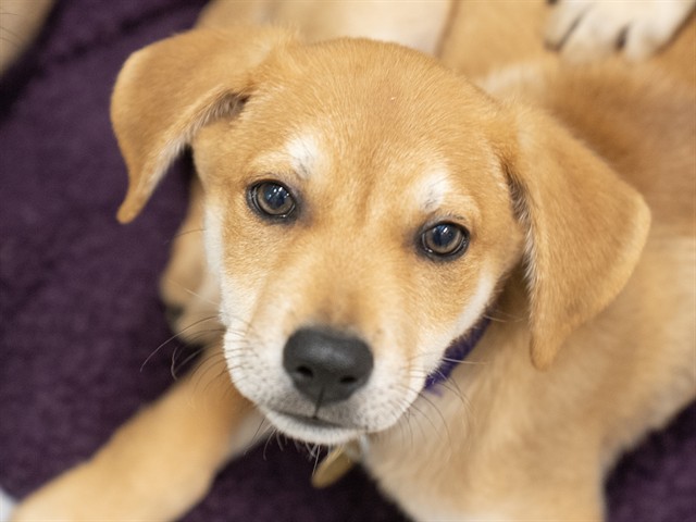 Colin - Male - German Shepherd-Mix