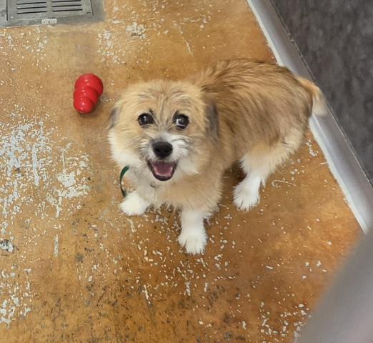 Ziggi - Female - Pembroke Welsh Corgi-Pomeranian