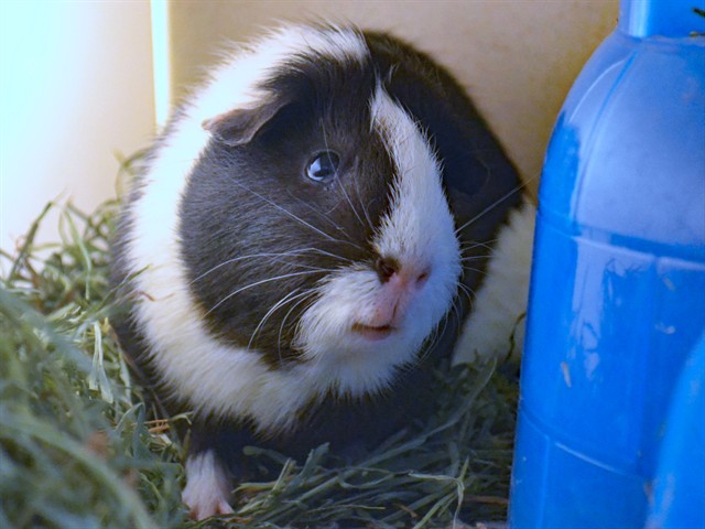 Hiccup - Male - Guinea Pig