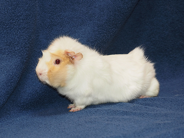 Charles - Male - Guinea Pig