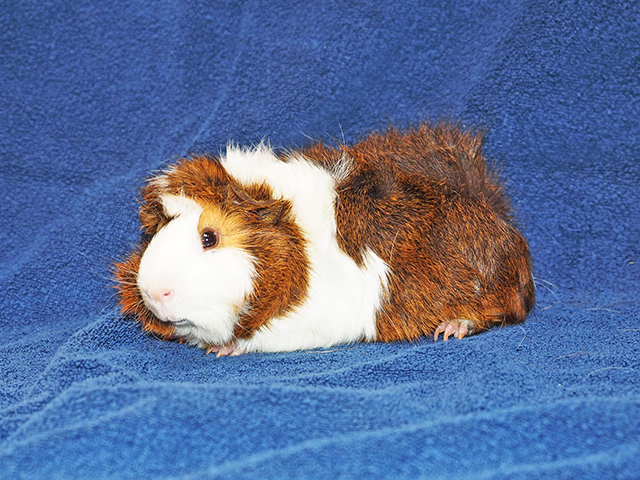 Stewart - Male - Guinea Pig