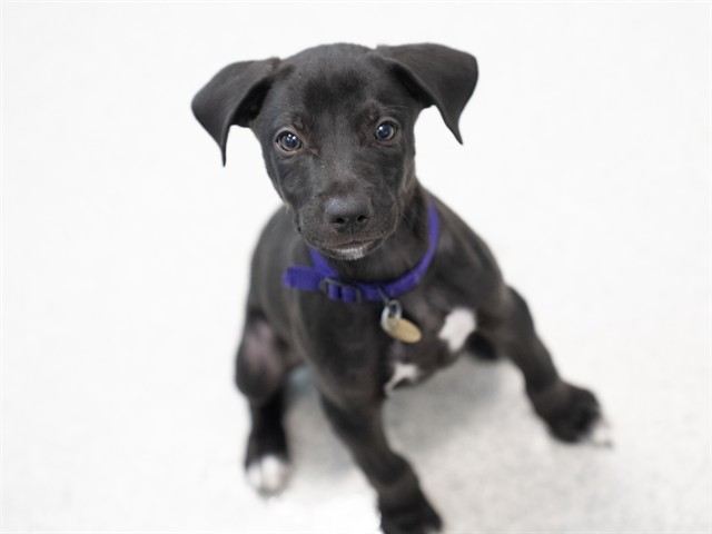 Crab - Male - Labrador Retriever-German Shepherd