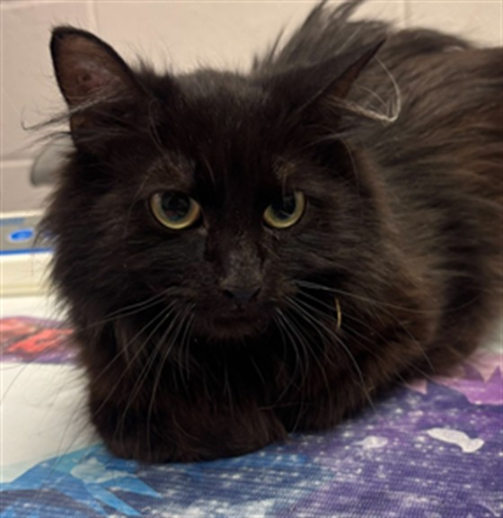  - Female - Domestic LH
