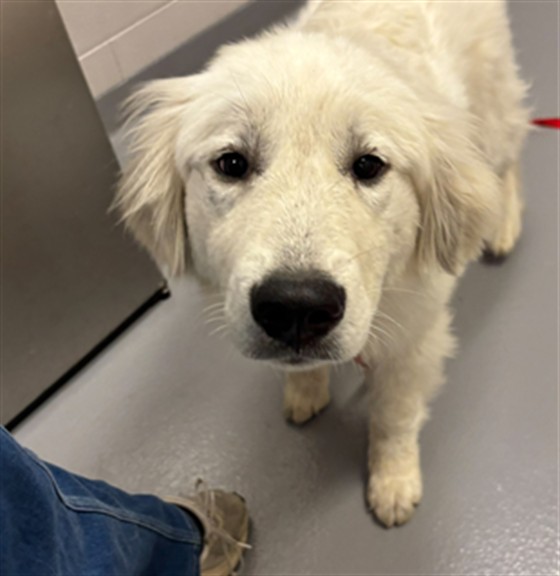 Pegasus - Female - Great Pyrenees