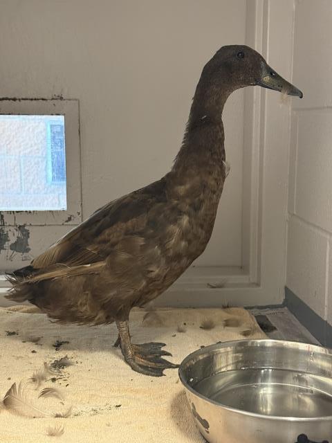  - Unknown - Duck