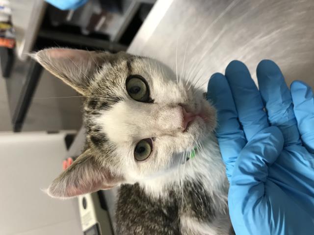 Fiona - Female - Domestic SH
