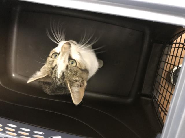  - Female - Domestic SH