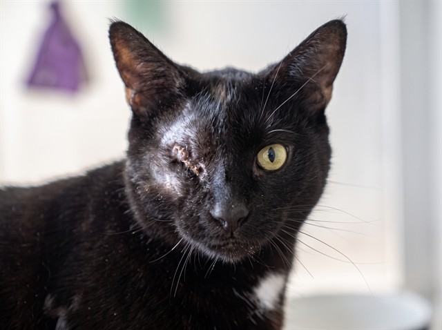 Luna - Female - Domestic SH