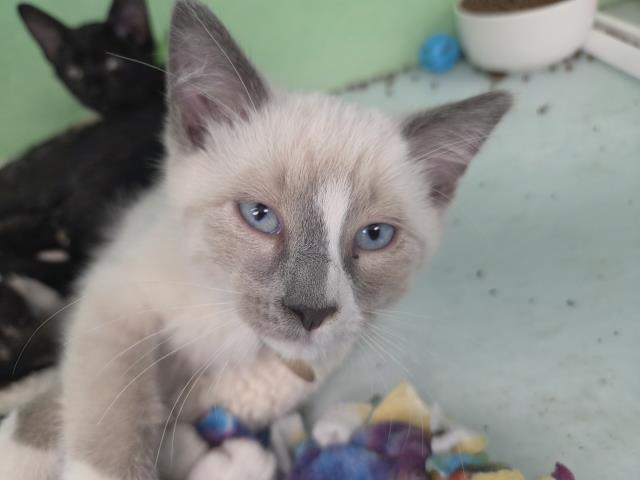 Frosted Flakes - Male - Domestic SH