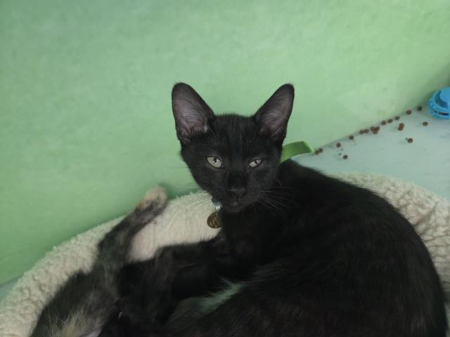 Froot Loops - Female - Domestic SH