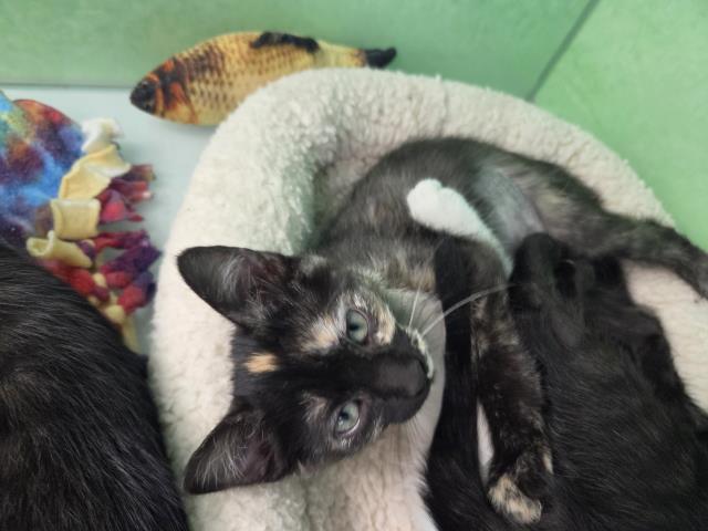 Cocoa Puffs - Female - Domestic MH