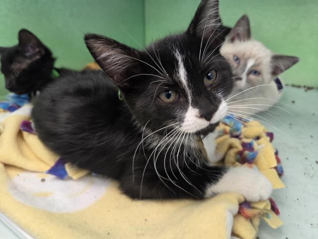 Raisin Bran - Female - Domestic MH