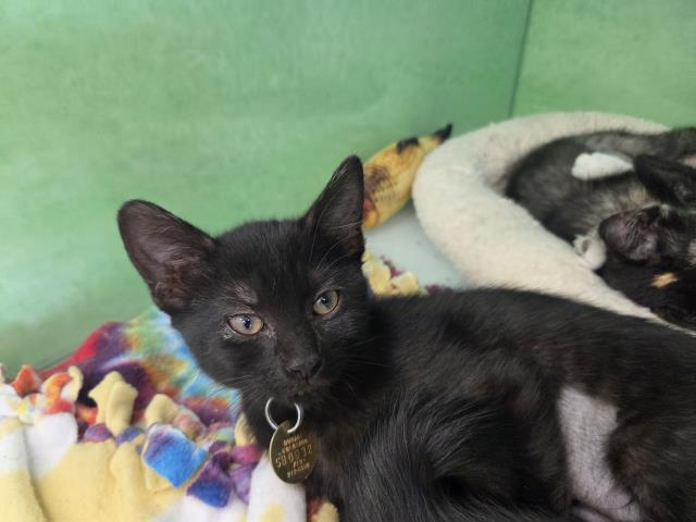 Rice Crispies - Female - Domestic MH