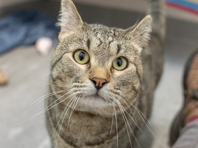 Elvis - Male - Domestic SH