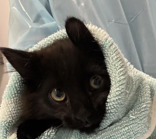Citrine - Female - Domestic SH