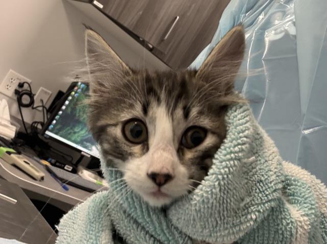 Garnet - Female - Domestic SH