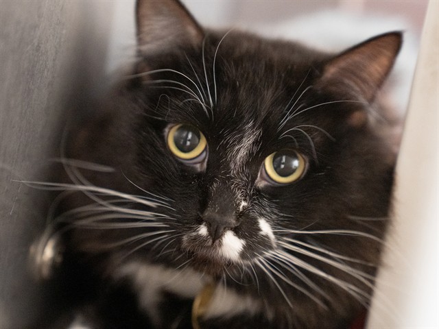 Tomato - Male - Domestic MH