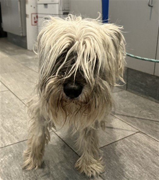  - Male - Miniature Schnauzer-Mix