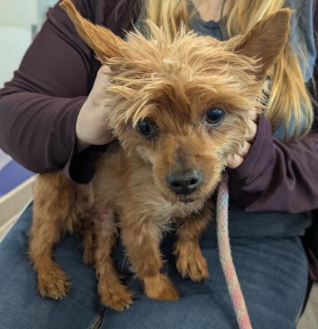  - Female - Yorkshire Terrier