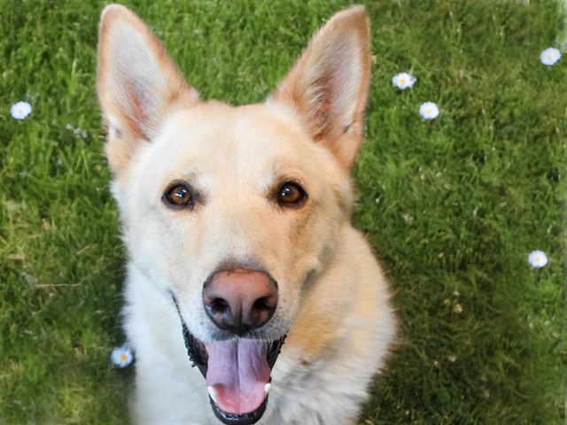 Atzie - Male - German Shepherd-Mix
