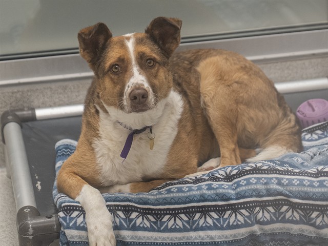 Buster - Male - Australian Shepherd