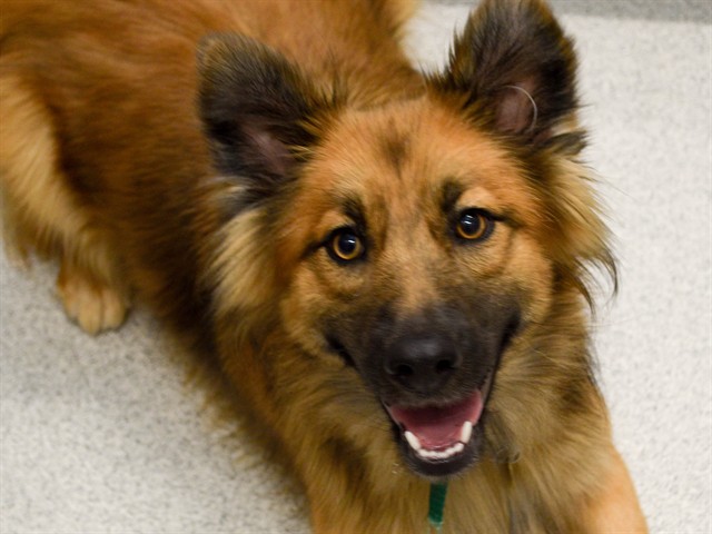 Moose - Female - German Shepherd-Mix