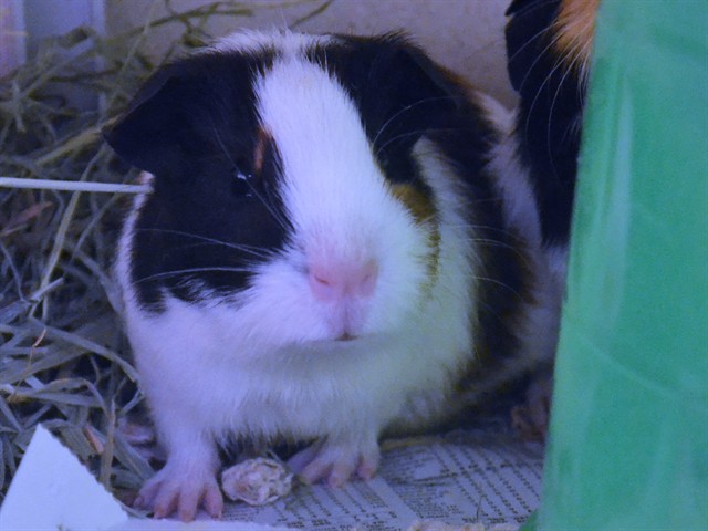 Guava - Female - Guinea Pig