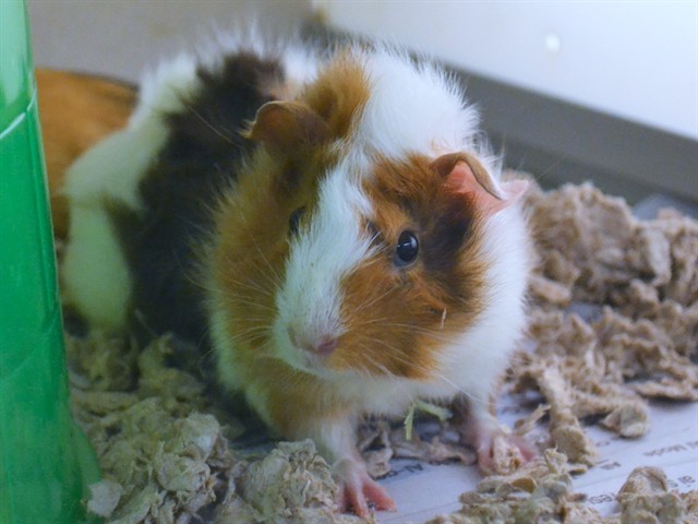Kiwi - Female - Guinea Pig