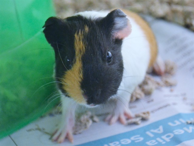 Persimmon - Female - Guinea Pig