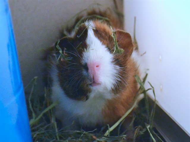 Radicchio - Male - Guinea Pig