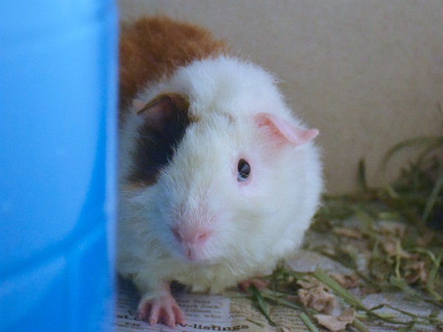 Rutabaga - Male - Guinea Pig