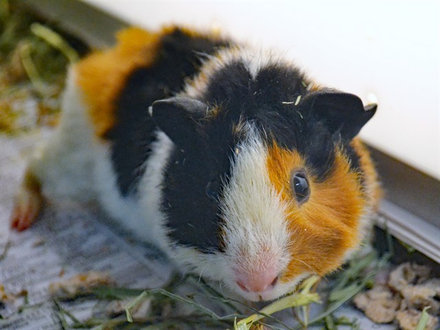 Tomatillo - Male - Guinea Pig