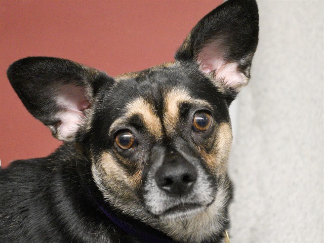Max - Male - Nonspecific